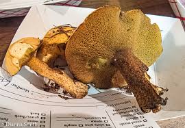Image result for Suillus punctipes