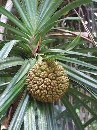 Image result for Pandanus sp. A