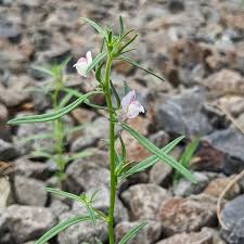 Image result for Misopates