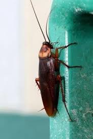 Die schädlinge sind nachtaktiv und mögen es warm, dunkel und feucht. Kakerlaken Was Gegen Schaben In Der Wohnung Hilft Kakerlaken Kakerlaken Bekampfen Schaben