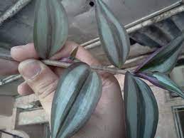 Green and purple hanging plant. What Is The Name Of This Purple Leaved Hanging Plant Gardening Landscaping Stack Exchange