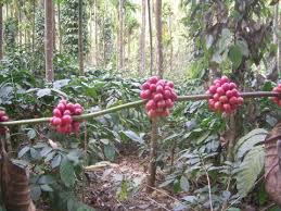 Image result for Coffea