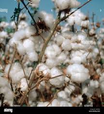 Image result for Gossypium