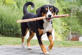 Click here to add your breeder information!. Appenzeller Sennenhund Breed Information Pictures