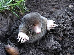 Astuces Contre Les Taupes Dans Le Jardin Taupe Animales Animaux Nuisibles