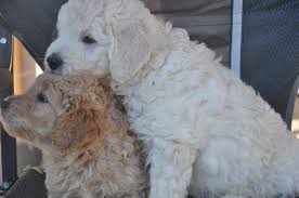 We did not find results for: Brother And Sister F1 Medium Sized Teddy Bear Goldendoodle Puppies Loving Each Other Goldendoodle Puppies Puppy Training