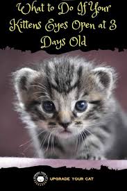 Long haired kittens don't see what they are groping at until somewhere around 10 to 14 days old. Kittens Eyes Open At 3 Days Old Here S What To Do Upgrade Your Cat