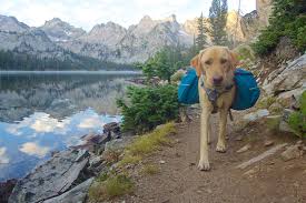 Most of the rv rental vancouver companies permit pets, but still, always. The Most Pet Friendly Rv Campsites In Canada Canadream Canadream