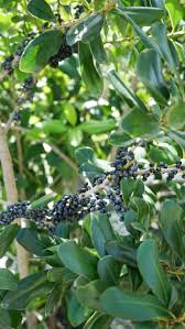 Image result for Myrsine