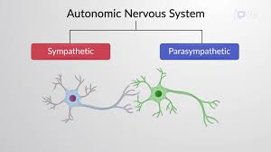 Image result for Autonomic Dysfunction