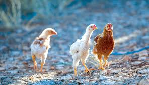If you've kept chickens during the winter months before, you will know that, unfortunately, if you let nature take its course, your hens will stop laying completely during this period. Lessons Of The Fall The Benefits Of Raising Chicks Later In The Year Hobby Farms