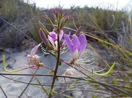 Image result for Cleome stricta