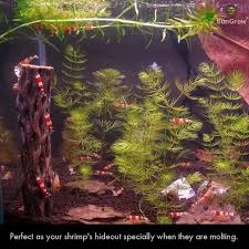 As a result the roots in the organic part of the mix will be too wet and the other too dry or they will both be. Fresh Water Aquarium Shrimp As The Dried Husk Of Cholla Cactus These Wood Pieces Are A Rage Amongst Shri Planted Aquarium Freshwater Aquarium Shrimp Fish Tank