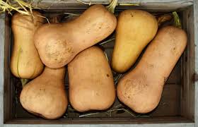 How long does it take for butternut squash to germinate? Butternut Sowing Planting And Harvesting Butternut Gourd