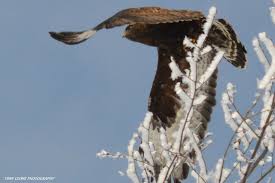 Birds Of Prey Upstate New York Dark Colored Rough Legged Hawk Taken 2 10 2014 In Lafargville Upstate New York Bald Eagle Dark Upstate New York