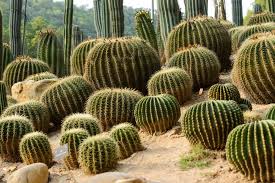 Desert botanical garden, phoenix, arizona, is a botanical garden which is devoted to planting cactus and desert plants. 55 Best Things To Do In Phoenix Az The Crazy Tourist