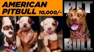 Pin On Beautiful Labrador Retriever Pup In Jalandhar And Chandigarh Punjab