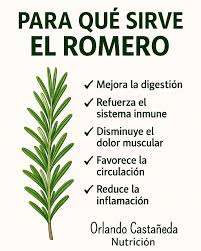 Hay una planta que huele a bosque, a hogar... y a salud natural: el romero  🌿 Durante siglos ha sido usado no solo en la cocina, sino como un potente  remedio medicinal
