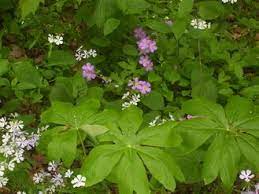 We did not find results for: 53 Ohio Native Plants Ideas Native Plants Plants Perennials