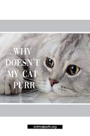 Why Doesn T My Cat Purr In 2020 Cat Purr Cats Purring