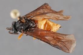 Image result for Selago dinteri