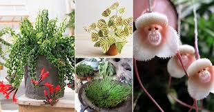 Check spelling or type a new query. 12 Unique Indoor Plants With Personality Traits Balcony Garden Web