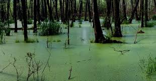 Image result for political swamp