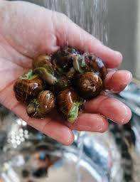 Will you spare no expense? How To Harvest And Cook Snails From The Garden Edible Communities