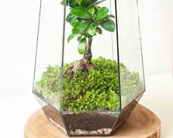 Hình ảnh về Một góc làm việc gọn gàng với terrarium xanh mát đặt cạnh máy tính
