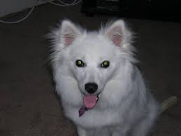 Miniature Black American Eskimo Dog This Is Our Miniature American Eskimo Dog Kari Miniature American Eskimo American Eskimo Dog Dog Rooms