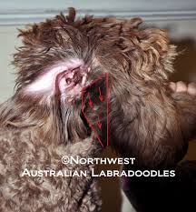 How to groom a labradoodle. Grooming Your Labradoodle Northwest Australian Labradoodles S Blog