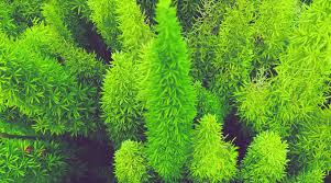 Growing it outdoors presents the disadvantage of allowing it to grow like a creeper and become. Asparagus Fern Guide How To Take Care Of An Asparagus Fern