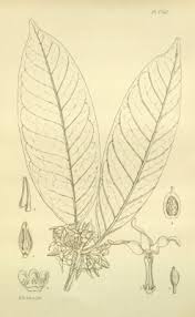 Image result for Hunteria umbellata