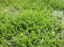 Image result for Bacopa monnieri