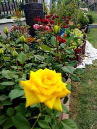We did not find results for: Laman Rumah Mak Banyak Pokok Ros Semua Berbunga Lebat Wanita Ni Kongsi Rahsianya Keluarga