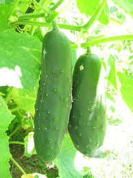 While it won't eliminate the problem, growing the armenian cucumber up a strong fence can help the fruits to grow straighter than allowing them to sprawl on the ground. Tips For Growing Cucumbers How To Grow Cucumbers
