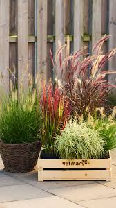 Die Welt Der Graser 5 Tipps Furs Graser Pflanzen Plant Happy In 2020 Graser Im Garten Graser Pflanzen Garten Bepflanzen