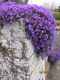 Campanula Portenschlagiana Dalmatian Bellflower Home Garden Plants Ground Cover Garden Art