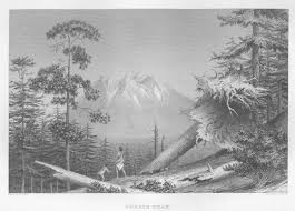 Image result for Eriolaena rulkensii