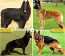 List of Types of Shepherd Dogs - Dog Breed Info