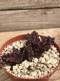 Image result for Huernia volkartii