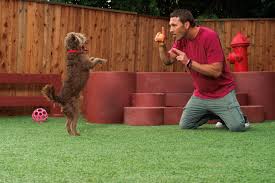 All about puppies is a family owned, run, and oriented, top of the line, puppy store that founded in 1995. Brandon Mcmillan S Canine Minded How To Stop Your Puppy From Nipping