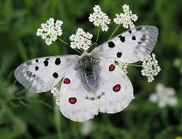 Image result for Parnassius apollo