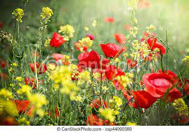 A flower growing during a hill country spring. Red Poppy Flower And Yellow Flowers Meadow Flowers Red Poppy Flower And Yellow Flowers In Meadow Canstock