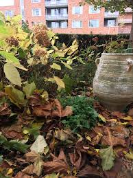 maak je tuin egel vriendelijk dit najaar de tuinen van appeltern tuin natuurlijke tuin planten