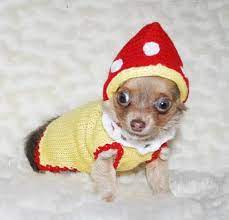 Small Dog Clothes Dog Costumes Mushroom Chihuahua Clothes Etsy Dog Costumes Pet Costumes Dog Clothes