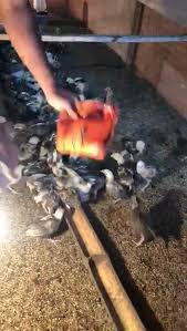 A true icon of philippine cockfighting. Visited Mayor Nene Aguilar S Win Dbs Abagatan Gamefarm