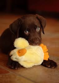 all creatures great and small kappapearlsandcurls shenki labradora shokoladnogo okrasa samye milye zhivotnye shenki labradora