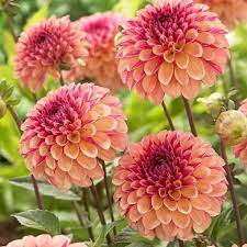 Dahlias Pretty Flowers Dahlia Flower Beautiful Flowers