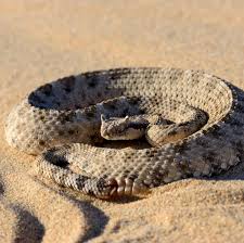 Are you scared of snakes and believe that all types of snakes in the world are a serious threat to humans? The Skin Deep Physics Of Sidewinder Snakes The New York Times